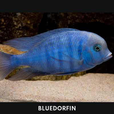 Bluedorfin