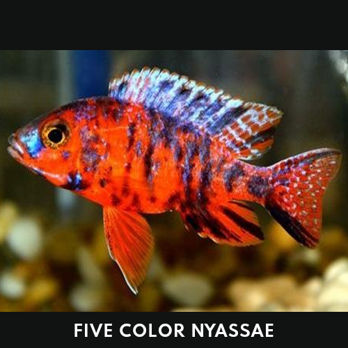 Five Color Nyassae – Fiora Aquatic Five Color Nyassae – Fiora Aquatic