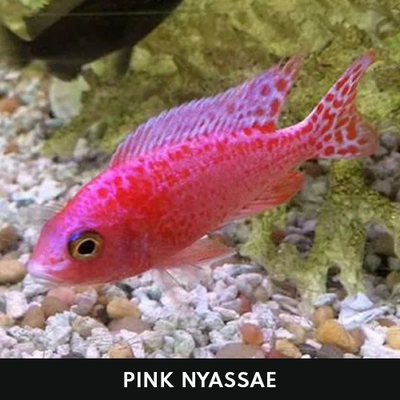 Pink Nyassae