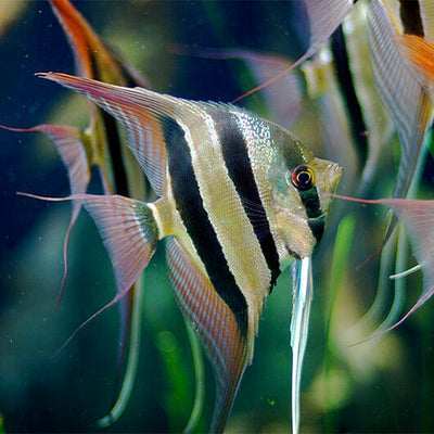 Angels Fish