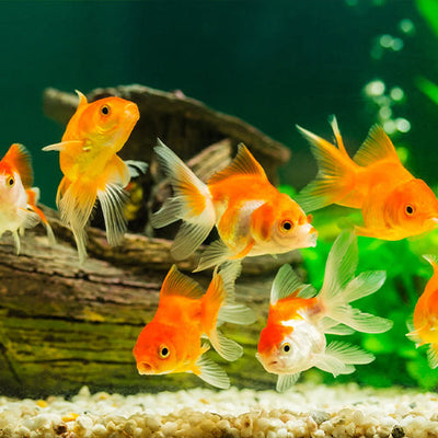 Goldfish