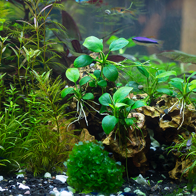 Aquarium Plant