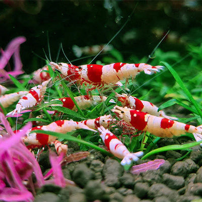 Shrimps