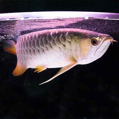 Arowana