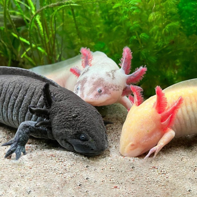 Axolotl