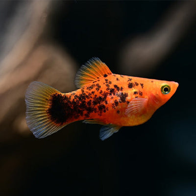 Platy