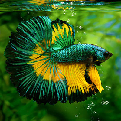 Betta Fishes