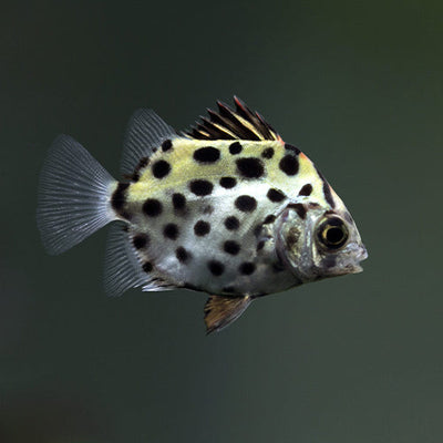 Brackish Fishes
