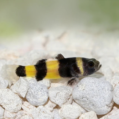 Gobies
