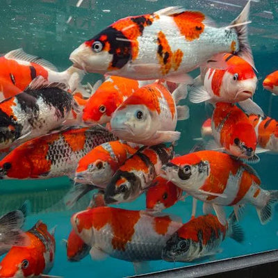 Koi Carps