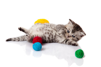 Cat Toys