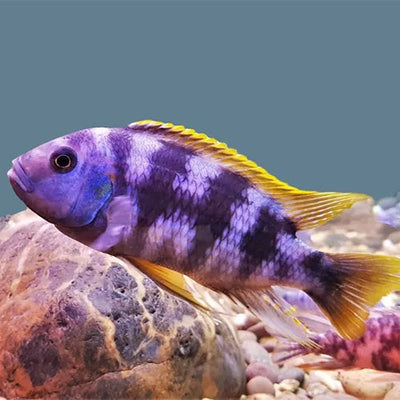 Cichlids