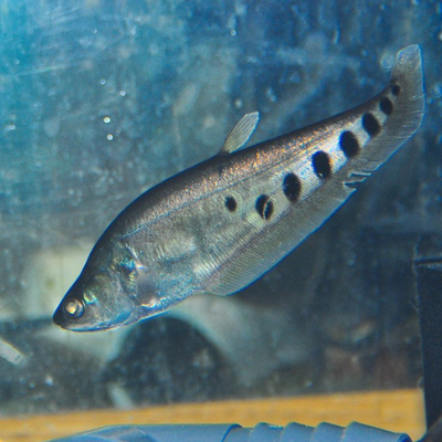 Knife Fish