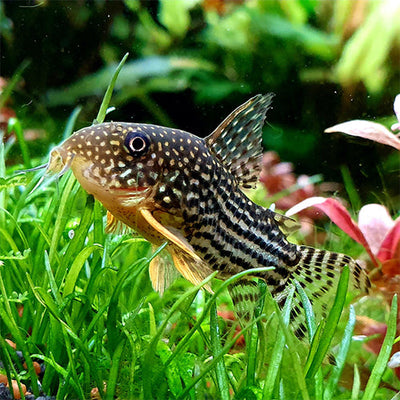 Corydoras