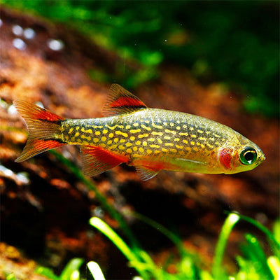 Danios