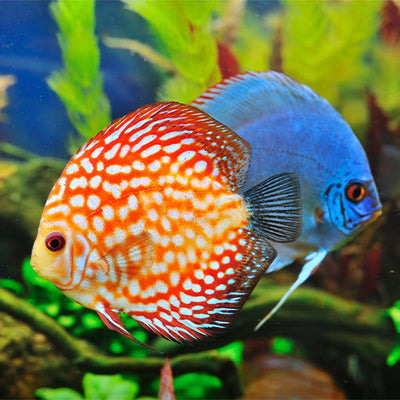 Freshwater Fish