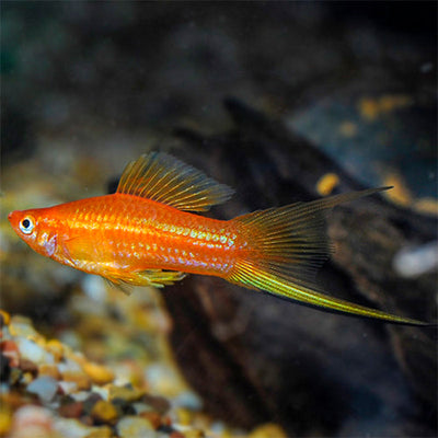 Swordtails