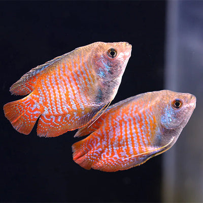 Gouramis