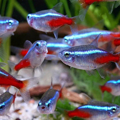 Tetras