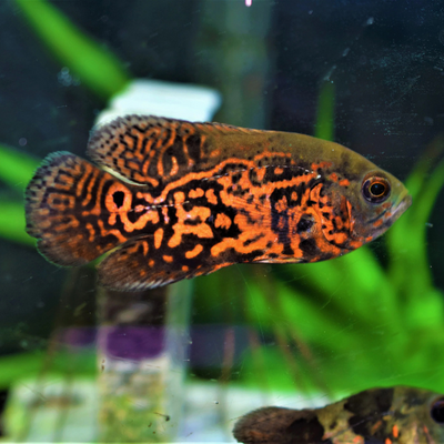 Oscar