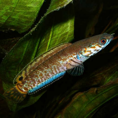 Snakehead Fish