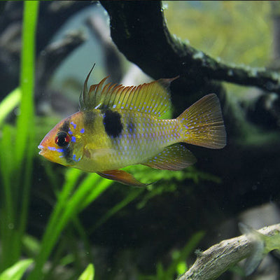 Ramirezi