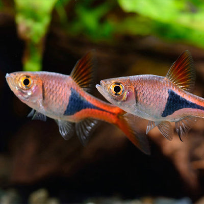 Rasboras