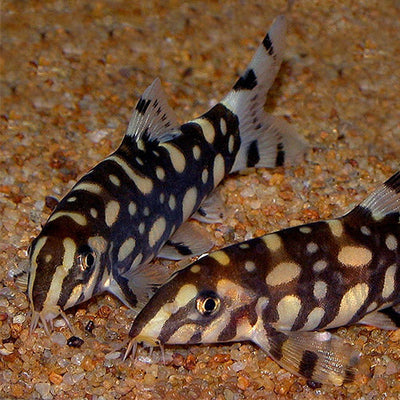 Wild Caught Freshwater Fishes
