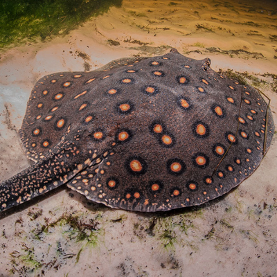 Stingray