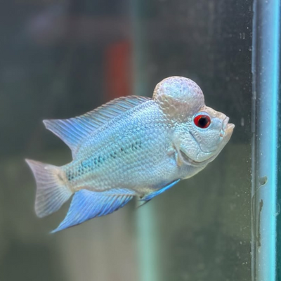 Flowerhorn