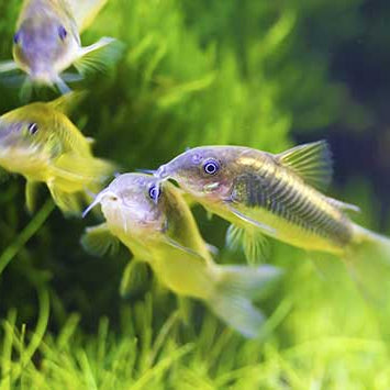 Assorted Corydoras - 2.5cm