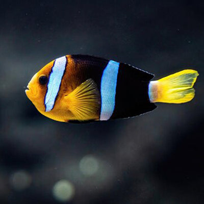 2 Striped Clown