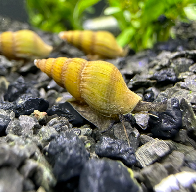 Golden Assassin Snail