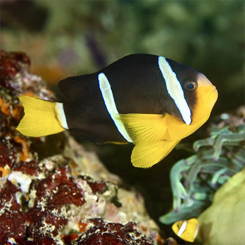 3 Striped Clown