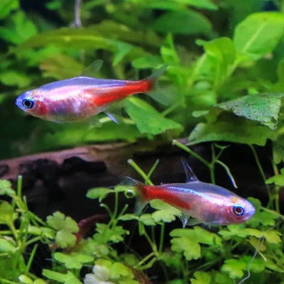 Red Eyes Albino Neon Tetra