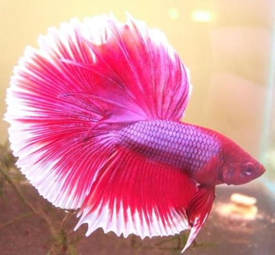 Betta Pink Valentine Male - 5cm