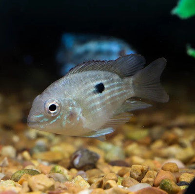 Green Terror Cichlid - 4cm