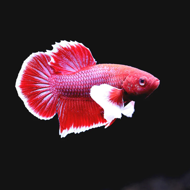 Betta Elephant Ear Plakat Male - L