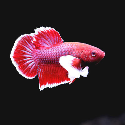 Betta Elephant Ear Plakat Male - L