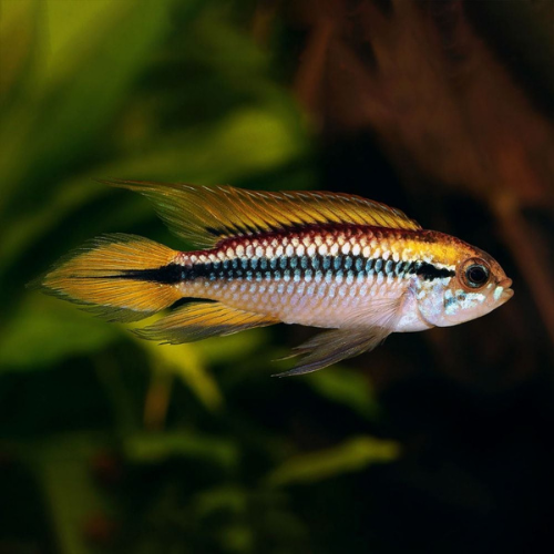 Agassizii Apisto - 3.5cm