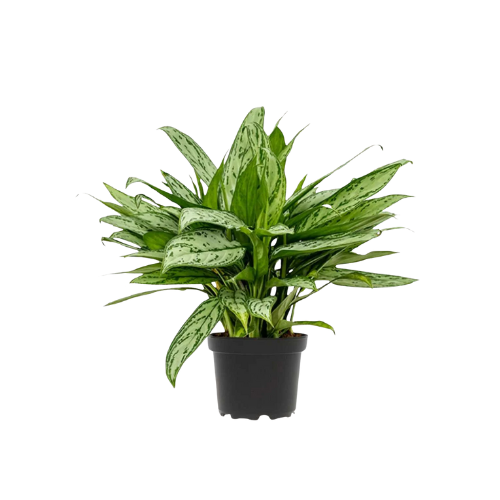 Aglaonema Species ‘Maria'