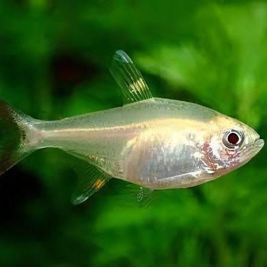 Tetra X Ray Pristella Albino - L