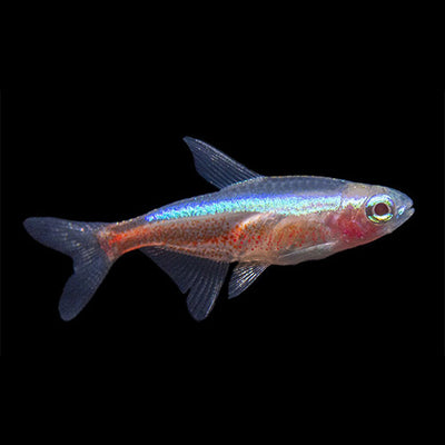Albino Cardinal Tetra