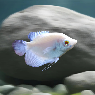 Albino Giant Gourami - 3"