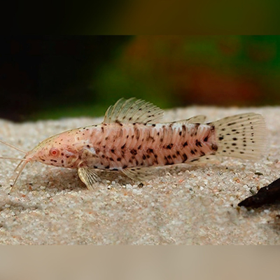 Albino Hoplo Catfish - 3.5cm