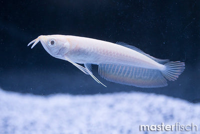 Albino Silver Arowana Fish 12CM