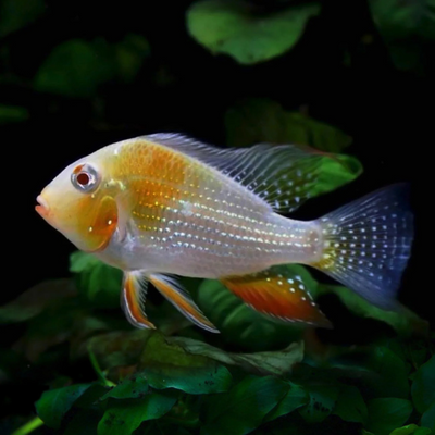 Albino Threadfin Acara - 5cm