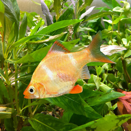 Albino Tiger Barb - M