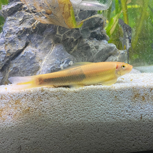 Algae Eater Albino