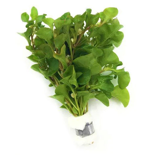 Alternanthera Bettzickiana Green